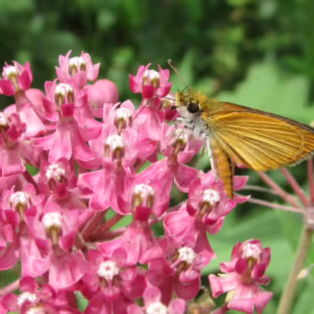 least skipper on swamp milkweed