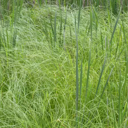 patch of cordgrass among cattails