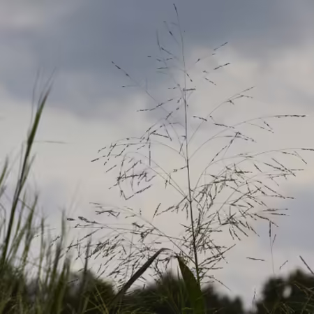 silhouette of panic grass