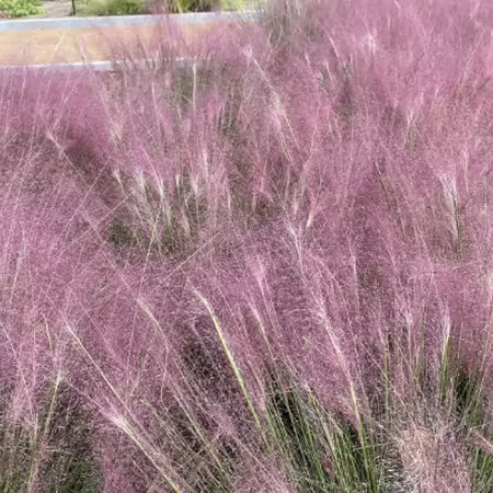 clump of grass with pink seed heads