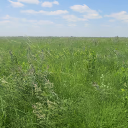 tallgrass prairie