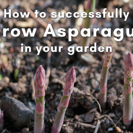 How to successfully grow asparagus in your garden. purple-green asparagus spears emerging from soil.