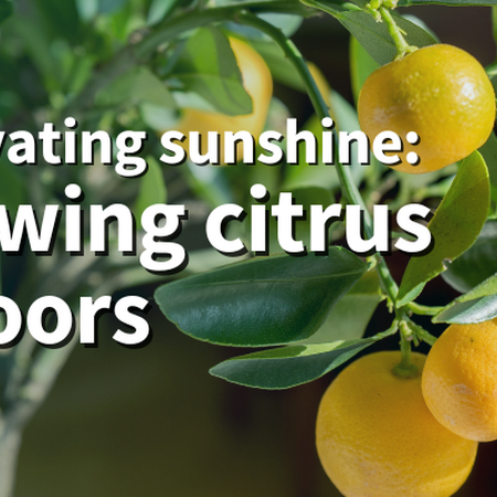 Cultivating sunshine: Growing citrus indoors. A citrus tree with yellow fruit.