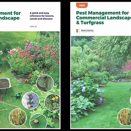 Pictures of the two handbook covers described in the article