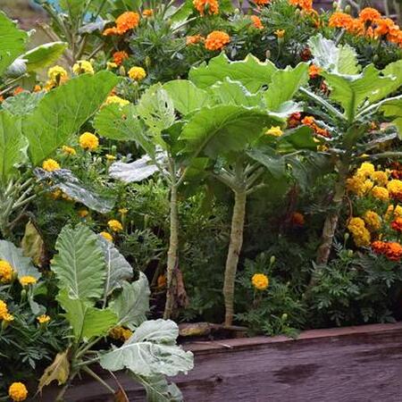 raised bed with flowers and vegetables growing together