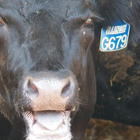 Cow with mouth open from heat