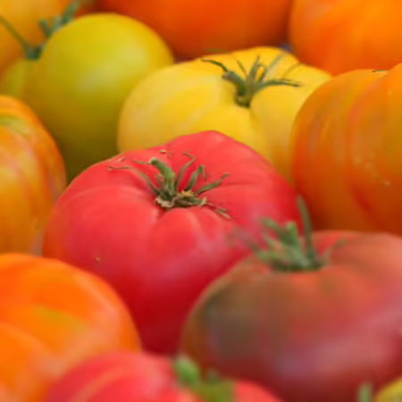 heirloom tomatoes of various colors on a table