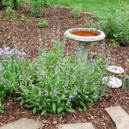 Flowering herbs provide ornamental beauty to the edge of this pollinator garden