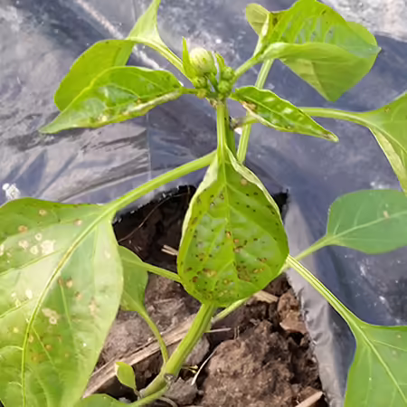 pepper plant with herbicide injury