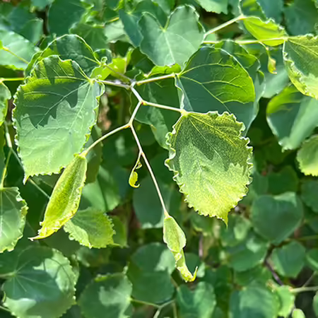 herbicide injury redbud tree