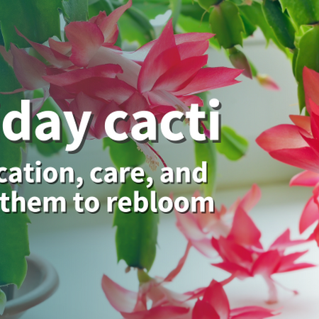 Holiday cacti - Identification, care, and getting them to rebloom. Red tubular flowers of a Thanksgiving cactus emerging from green, toothed stems. 