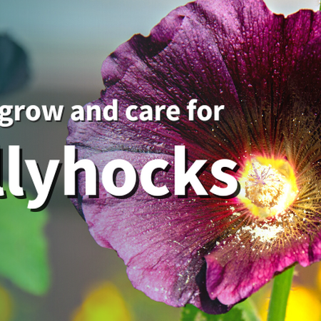 How to grow and care for hollyhocks. Dark purple hollyhock flower