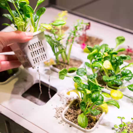 a person lifting a net pot from a hydroponic system. Roots are dangling from the pot. Several other green plants are sitting in the hydroponic setup.