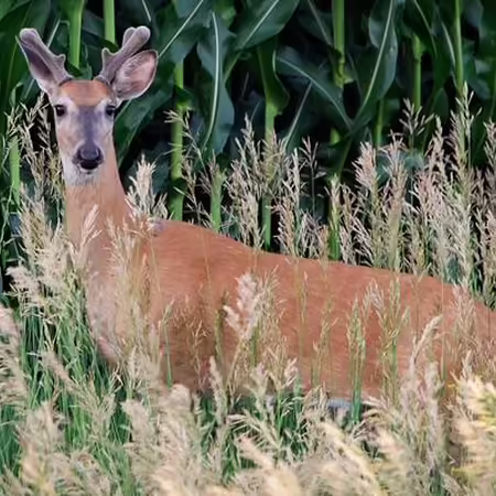 Picture of a deer standing in the wild