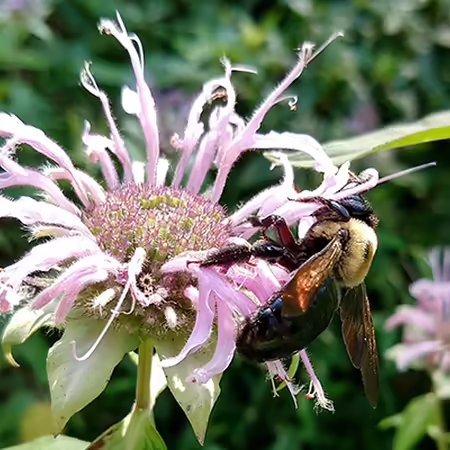 A carpenter bee on a beebalm flower