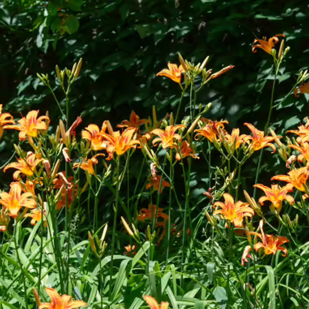 orange ditch lilies spreading through dense green foliage