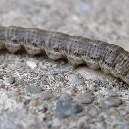 A black cutworm larva. 