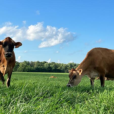 Jersey cows grazing under a sunny blue sky in a green pasture.