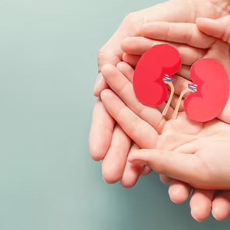 Paper cutout of kidneys being help by two sets of hands