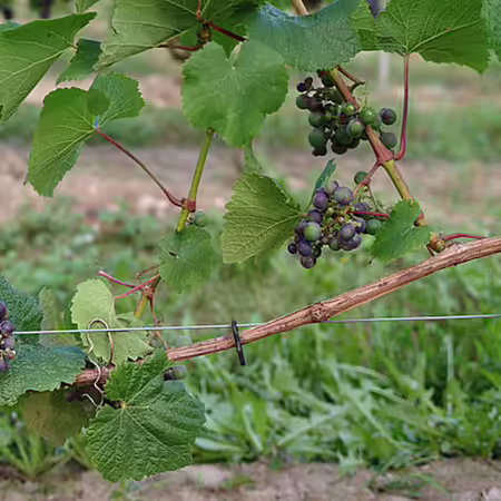 a well-aerated, thinned, and summer-pruned grapevine