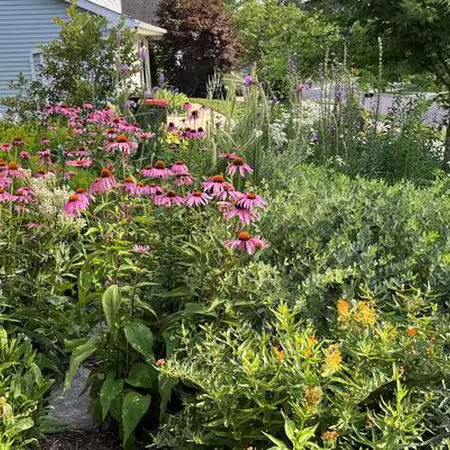 landscaping with native plants