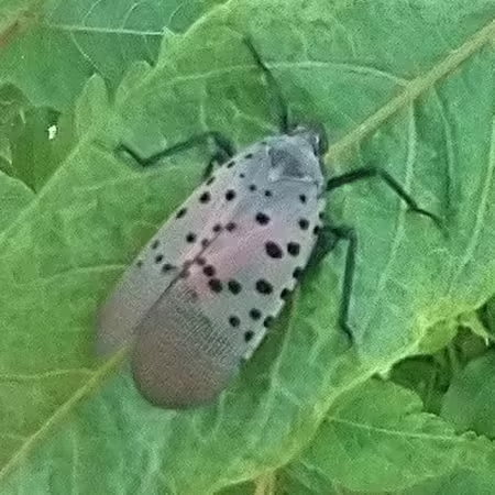 adult spotted lanternfly on tree-of-heaven