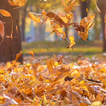 Leaves falling from trees onto a pile of leaves on the ground