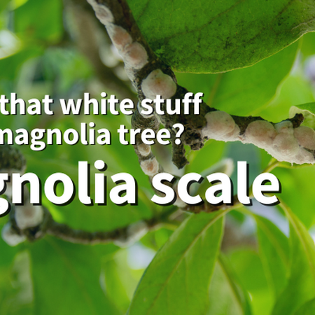 What’s that white stuff on my magnolia tree? Magnolia scale. Magnolia scale on the branch of a magnolia tree.