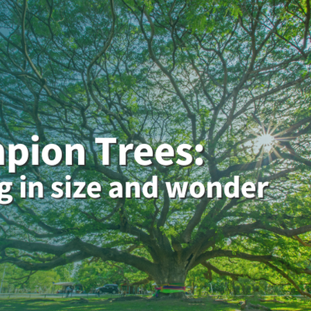 Champion Trees: Winning in size and wonder large spreading tree canopy backlit by sun green foliage