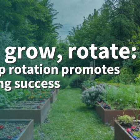 Sow, grow, rotate: how crop rotation promotes gardening success raised garden beds with variety of annual vegetable crops