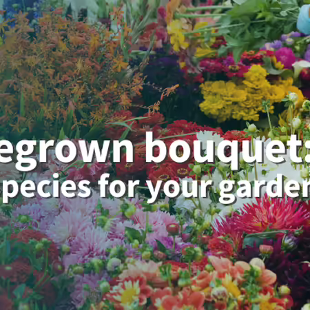 Homegrown bouquets: three species for your garden bunches of colorful flowers on display at a market