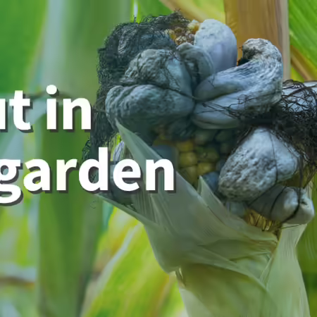 Smut in the garden image of ear of corn with gray to black growths in cluster