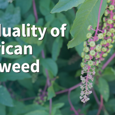 The duality of American pokeweed photo of bloom hanging in front of plant leaves