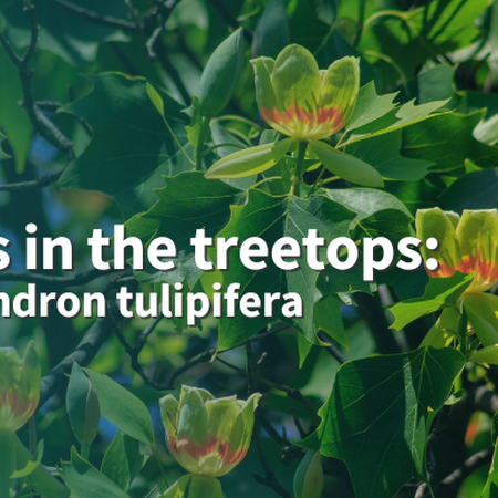 Tulips in the treetops: Liriodendron tulipifera text background image of tuliptree blossoms upright on tree branches with leaves