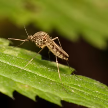 adult mosquito resting on a leaf