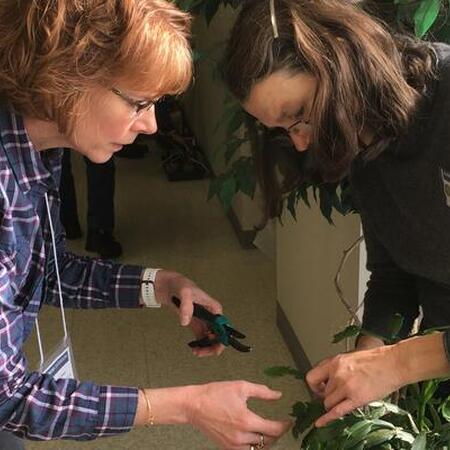 Two Master Gardeners use pruners to trim leaves off a houseplant