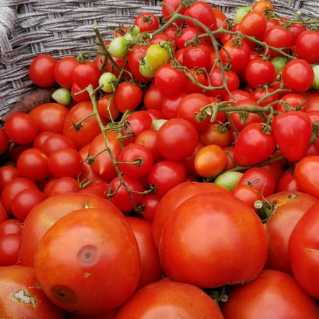 A basket full of red tomatoes.