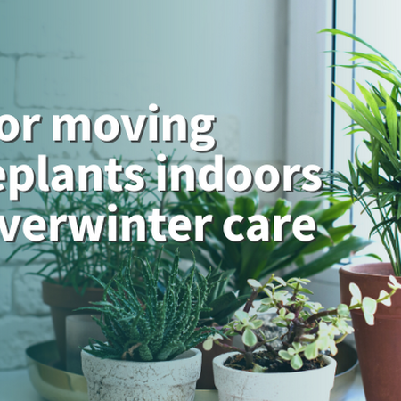Tips for moving houseplants indoors and overwinter care. A group of houseplants in pots sitting on a windowsill next to a window.