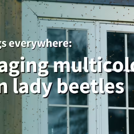 multicolored Asian lady beetles on a house