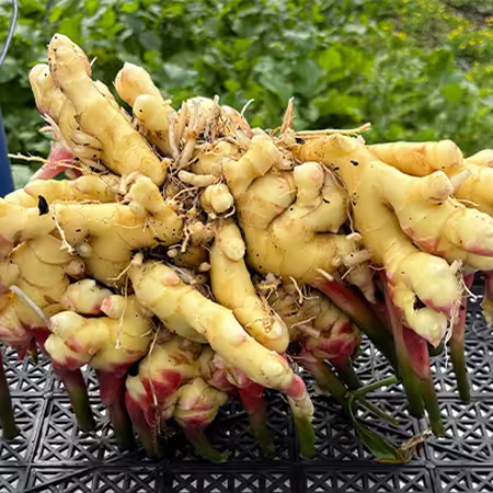 a group of ginger rhizomes in a black tray