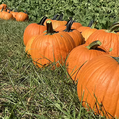 pumpkins in field