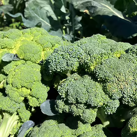 a close up of broccoli heads