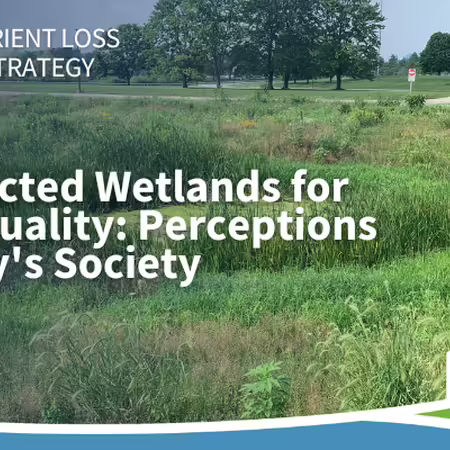 Constructed wetland next to a walking path