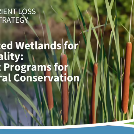 Cattails in a wetland