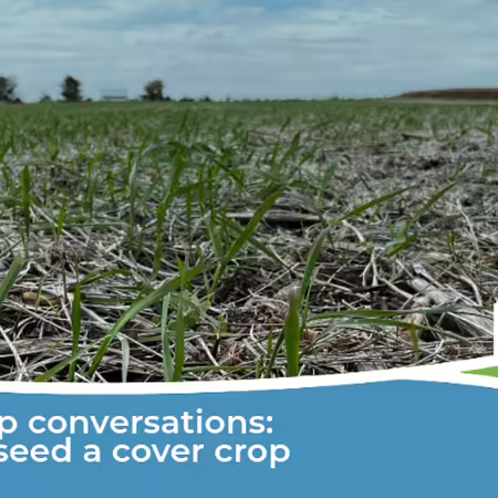 Cover crop emerging in a field