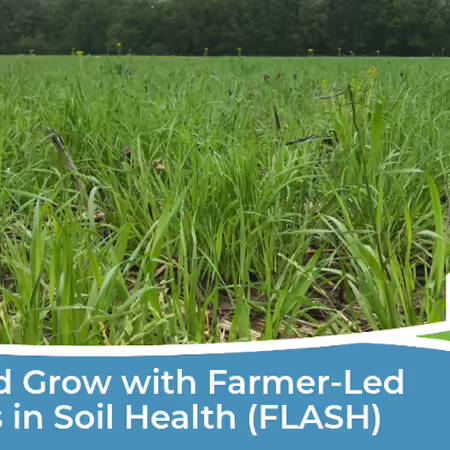 Agricultural field with cover crops