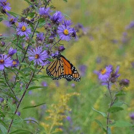 butterfly on purple aster flower