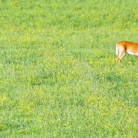 Deer grazing in a field 