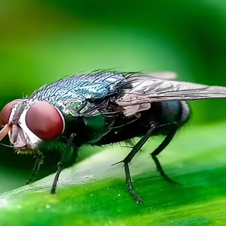 New World Screwworm (NWS) is the name of this metallic colored, flesh-eating pest