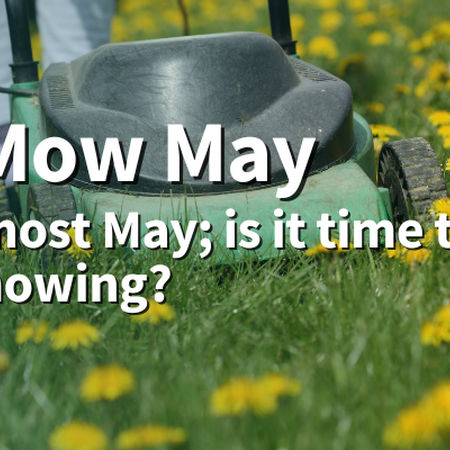 No Mow May. It’s almost May; is it time to stop mowing? Lawn mower in a yard with blooming dandelions
